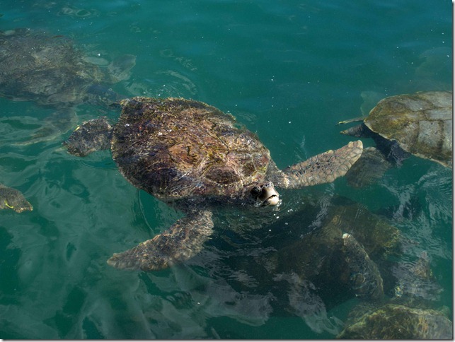 2012 March 21 Grand Cayman_-23