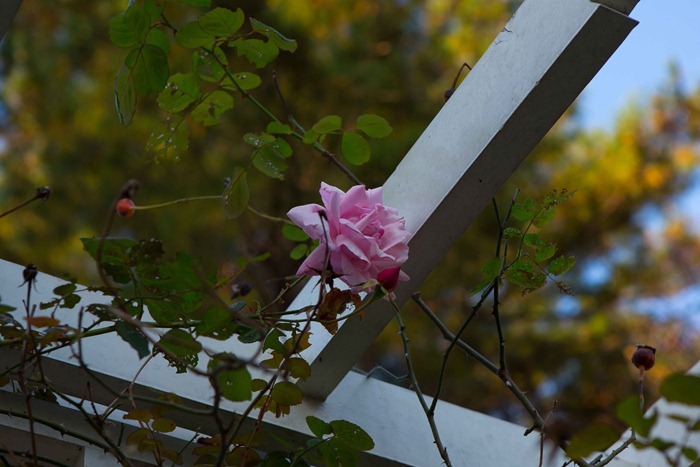 2012 11 24 Open Air museum_-14