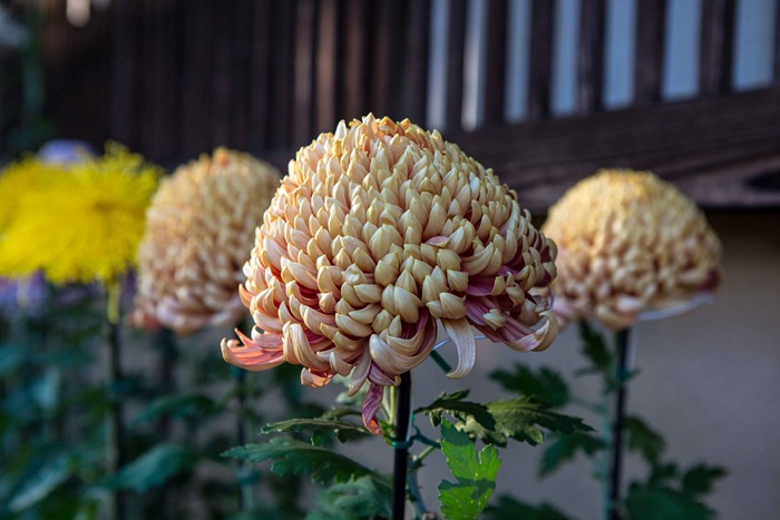 2012 11 24 Open Air museum_-27