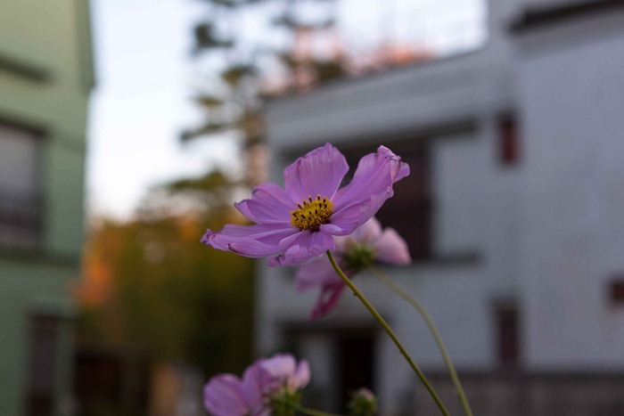 2012 11 24 Open Air museum_-80