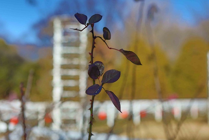 2013 01 27 Yoyogi Park_-25