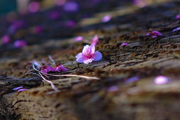 2013 03 12 Happoen_-17-2