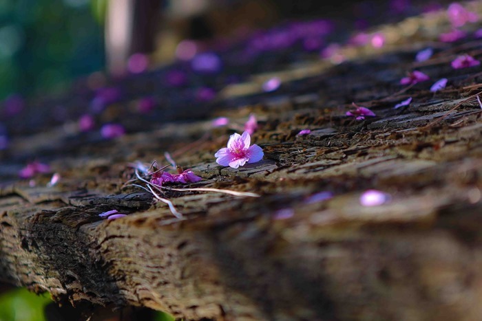 2013 03 12 Happoen_-17-3