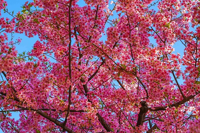 2013 03 12 Happoen_-18