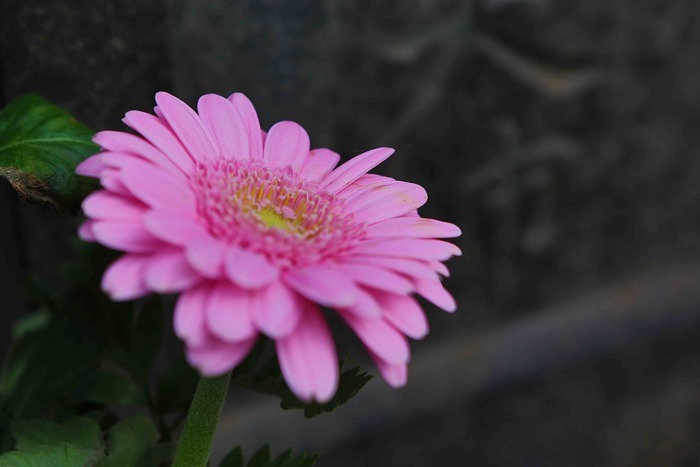 2013 03 20 cemetary-24