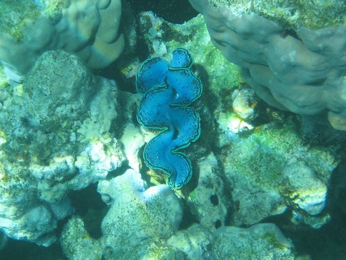 2008 03 28 Red Sea Sharm  (24)