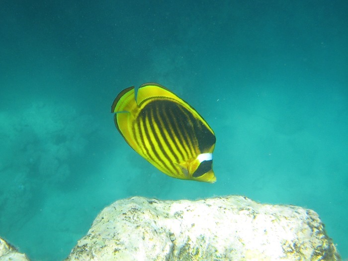 2008 03 28 Red Sea Sharm  (26)