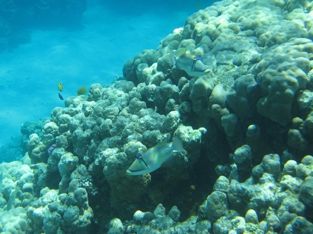 2008 03 31 Red Sea at the Beach  (10)