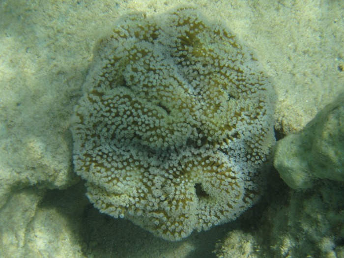 2008 03 31 Red Sea at the Beach  (5)