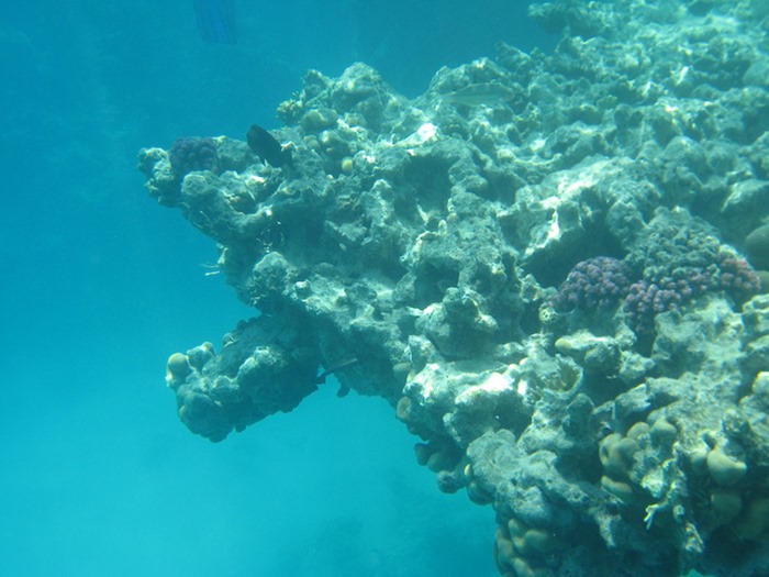 2008 03 31 Red Sea at the Beach  (8)