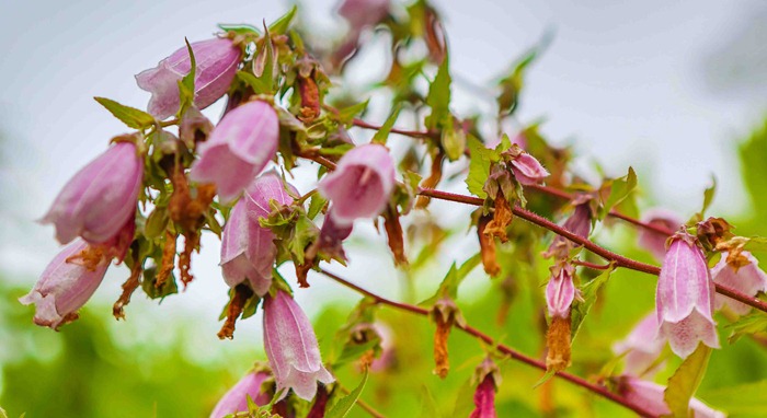 2013 07 19 Open Air Museum_-38-2