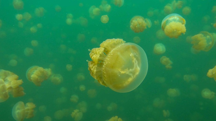 2013 07 29 Jellyfish lake Palau_-27