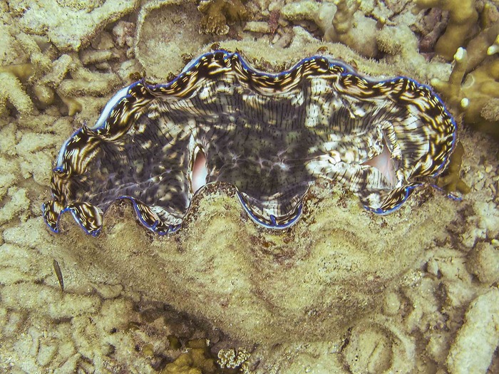 2013 07 28 Palau snorkel_-12 2013 07 28 Palau snorkel_-12