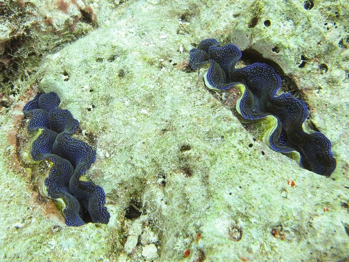 2013 07 29 Palau _-29 2013 07 29 Palau _-29