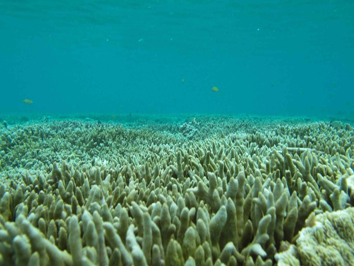 2013 07 29 Palau _-37 2013 07 29 Palau _-37