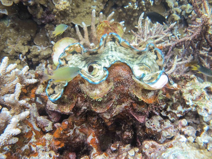 2013 07 29 Palau _-46 2013 07 29 Palau _-46