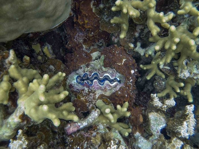 2013 08 02 Palau_-11 2013 08 02 Palau_-11