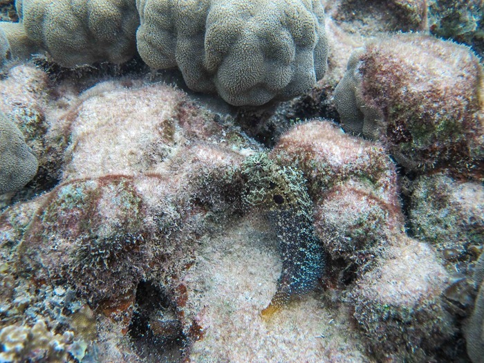 2013 08 02 Palau_-42 2013 08 02 Palau_-42