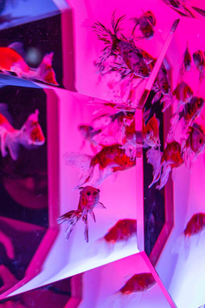 2013 08 23 Art aquarium_-19