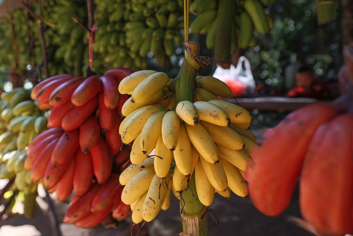 2013 11 25 Phnom Kulen_-2