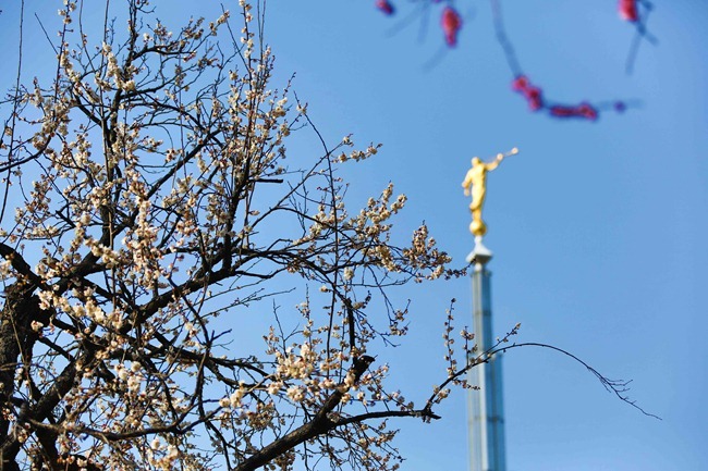 2014 02 22 Tokyo flowers_-2