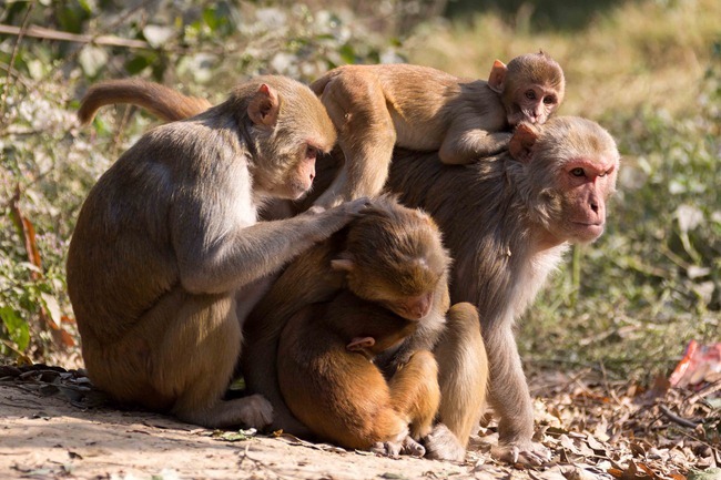 2013 12 26 monkeys_-41