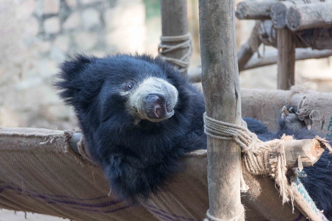 2013 12 26 Wlidlife SOS-100