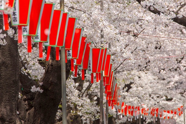 2014 04 01 Sakura_-71