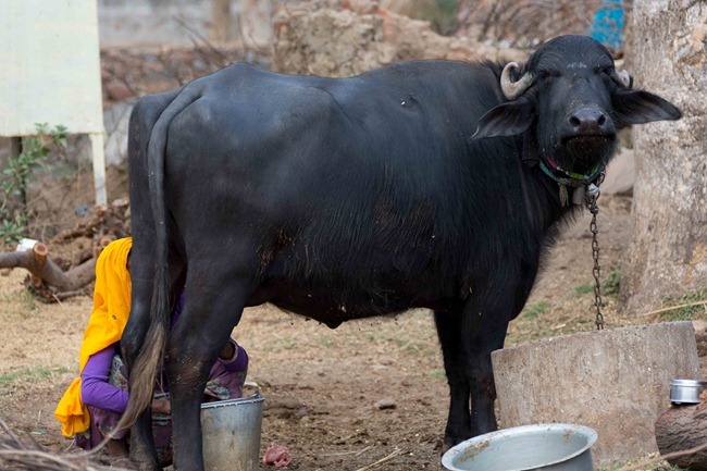2013 12 27 Abhaneri Step Well_-25