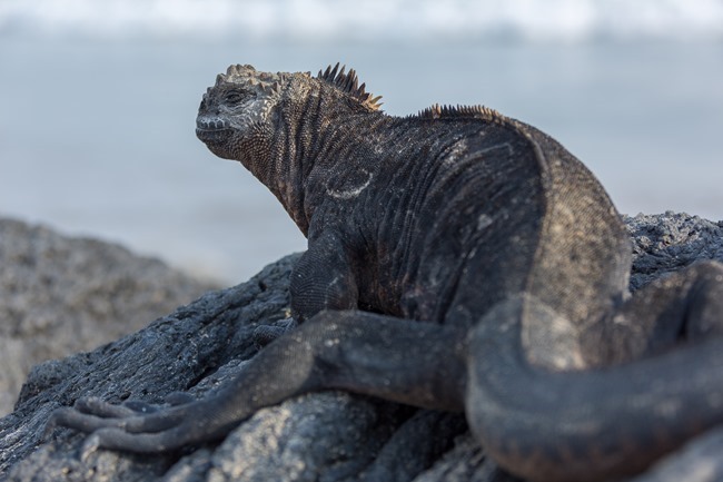 2015 03 12 Isabela beach_-67