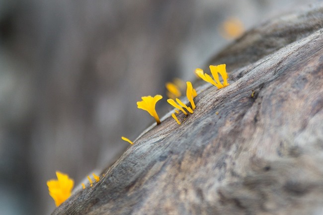 2014 07 06 Borneo_-35