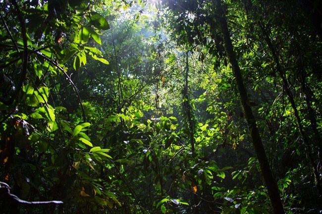 2014 07 07 Borneo_-13