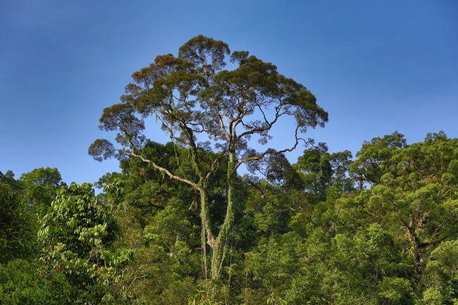 2014 07 07 Borneo_-25