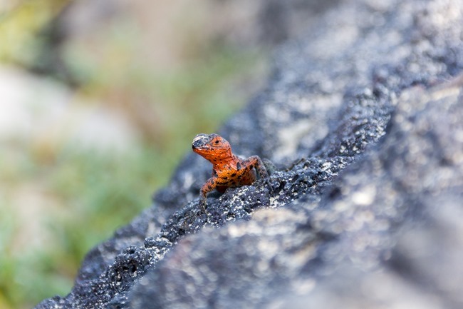 2015 03 12 Isabela beach_-57