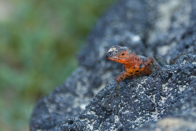 2015 03 12 Isabela beach_-58